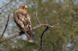 Booted Eagle