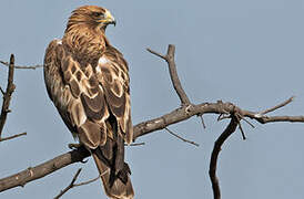 Booted Eagle