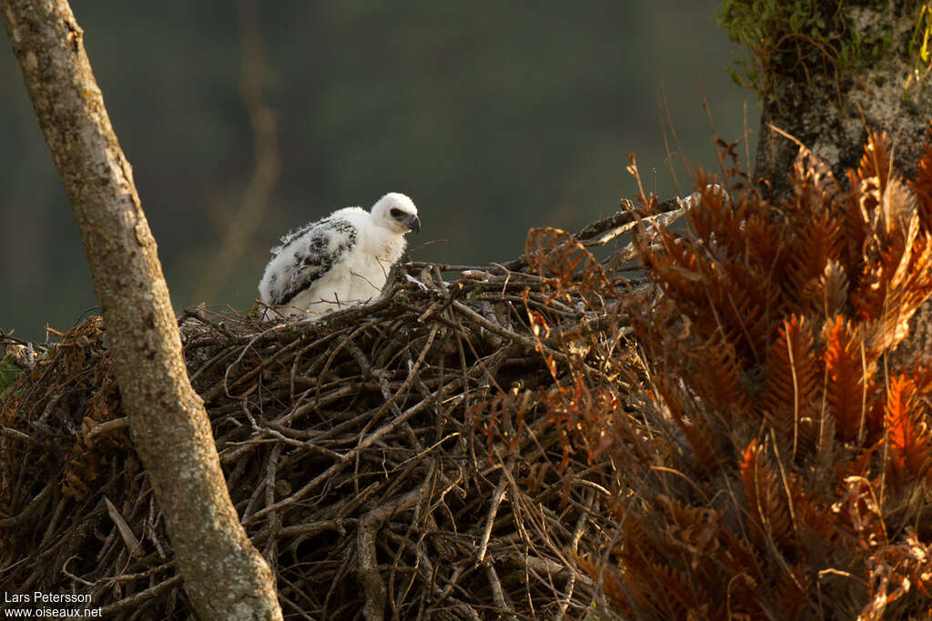 Aigle couronnéPoussin, Nidification