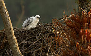 Aigle couronné