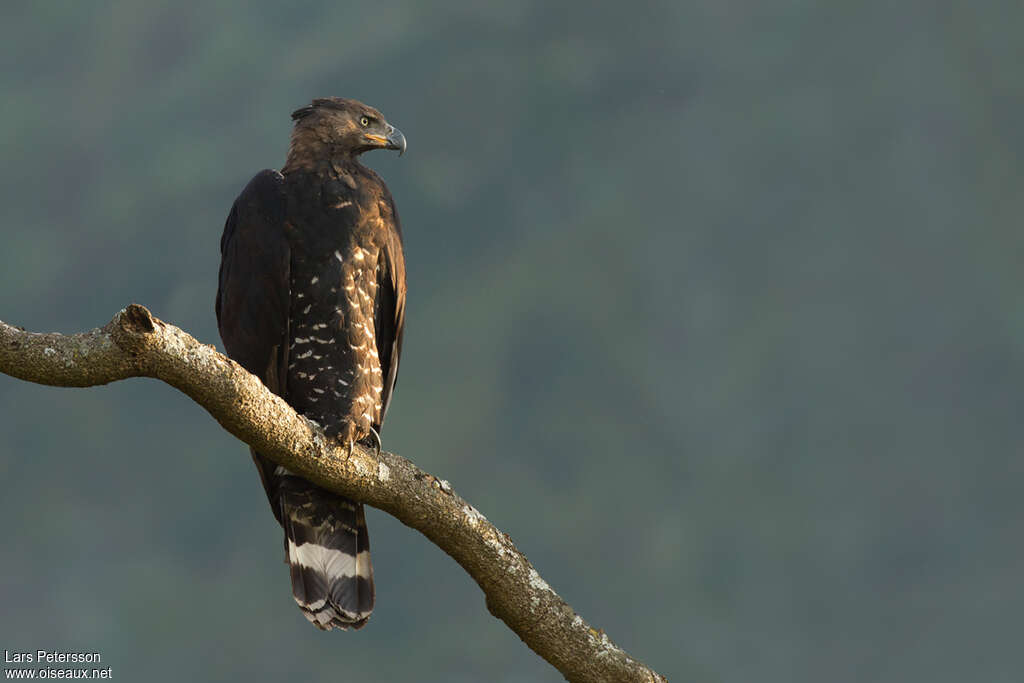 Aigle couronnéadulte, identification