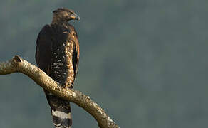 Crowned Eagle