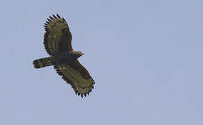 Crowned Eagle