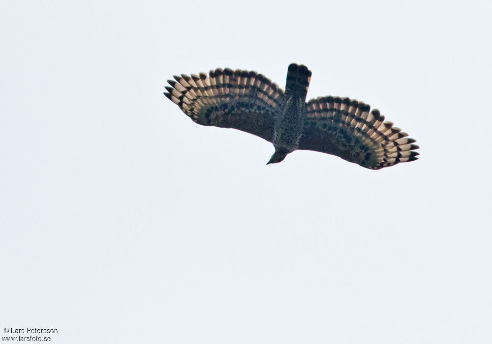 Aigle couronné