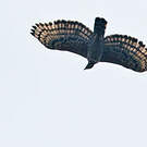 Aigle couronné