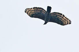 Crowned Eagle