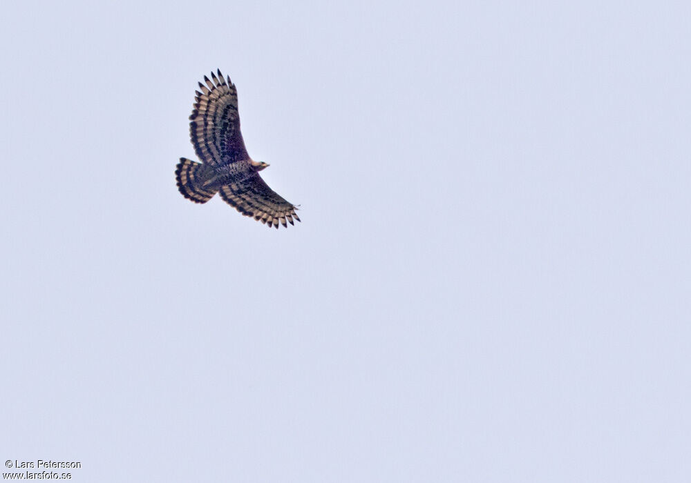 Crowned Eagle