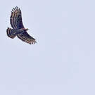 Aigle couronné