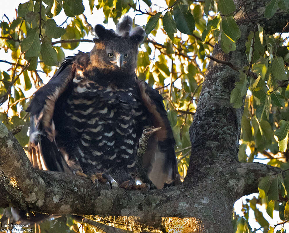 Aigle couronnéadulte, portrait