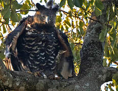 Crowned Eagle