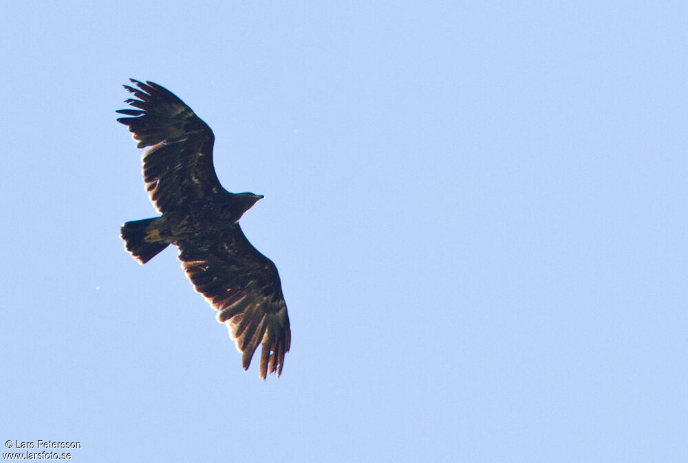 Greater Spotted Eagle