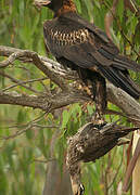 Wedge-tailed Eagle