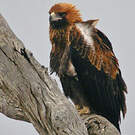 Aigle d'Australie