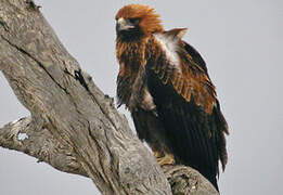 Wedge-tailed Eagle