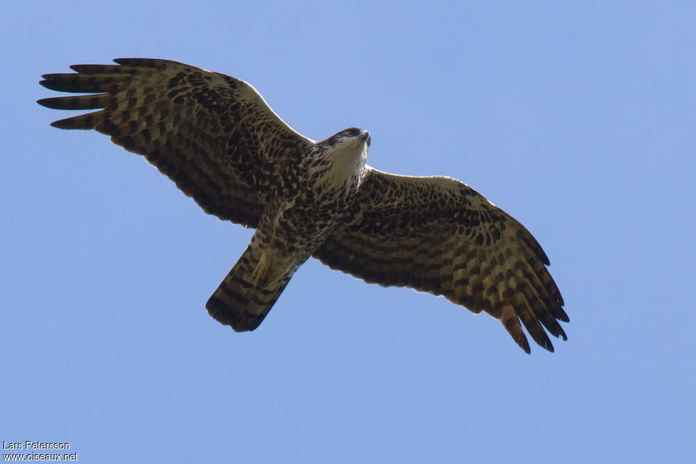 Ayres's Hawk-Eagleadult, Flight