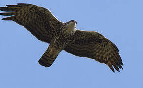 Ayres's Hawk-Eagle