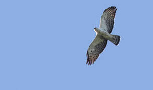 Ayres's Hawk-Eagle