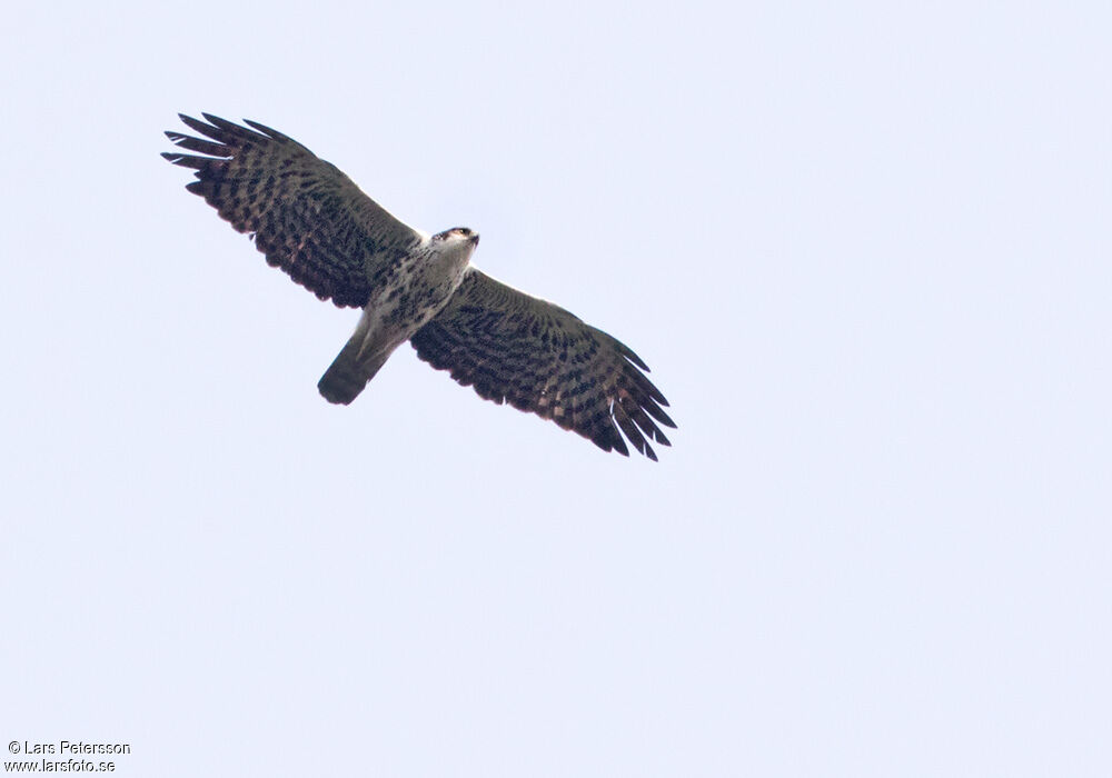 Ayres's Hawk-Eagle