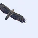 Aigle d'Ayres