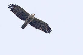 Ayres's Hawk-Eagle