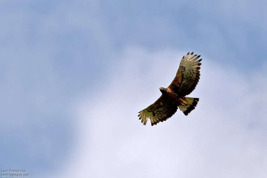 Aigle d'Isidoreadulte, pigmentation, Vol