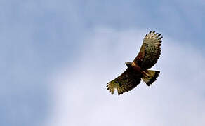 Black-and-chestnut Eagle