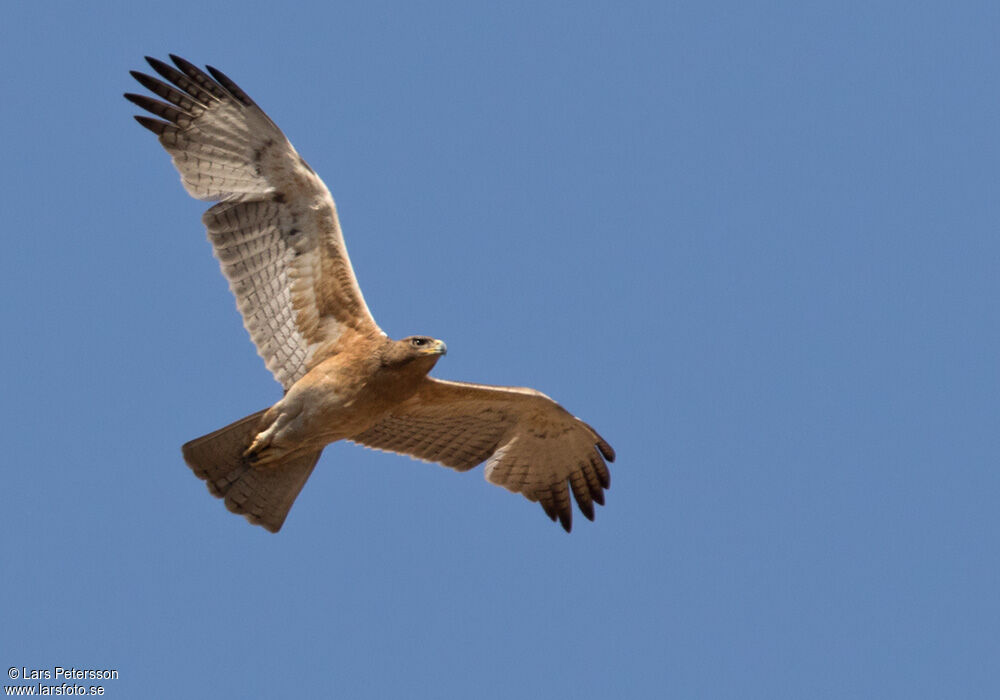 Bonelli's Eagle