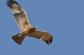 Bonelli's Eagle