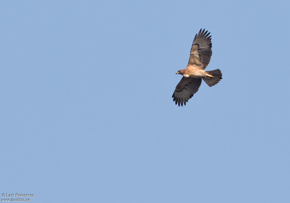 Bonelli's Eagle