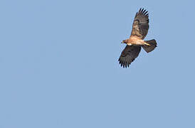 Bonelli's Eagle