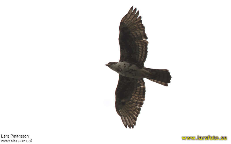 Cassin's Hawk-Eagleimmature, Flight