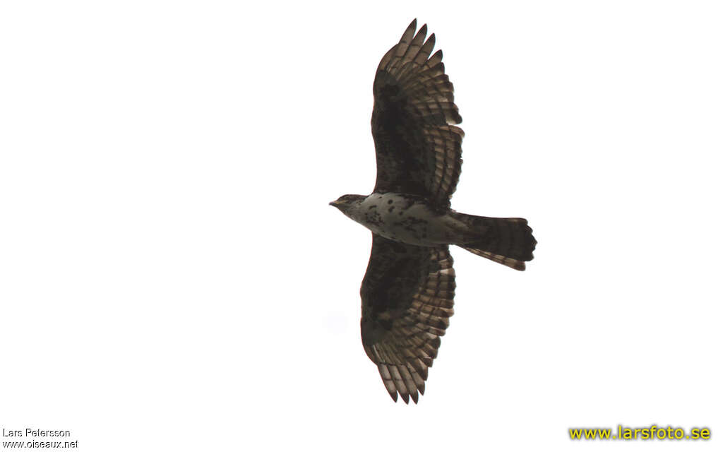 Cassin's Hawk-Eagleimmature, Flight