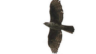 Cassin's Hawk-Eagle