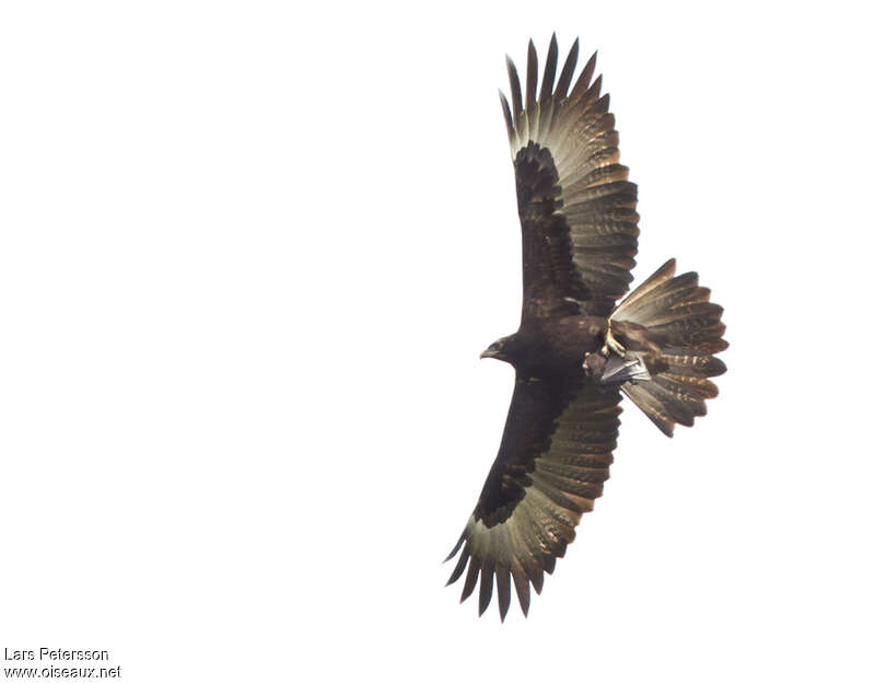 Gurney's Eagle, pigmentation, Flight, fishing/hunting