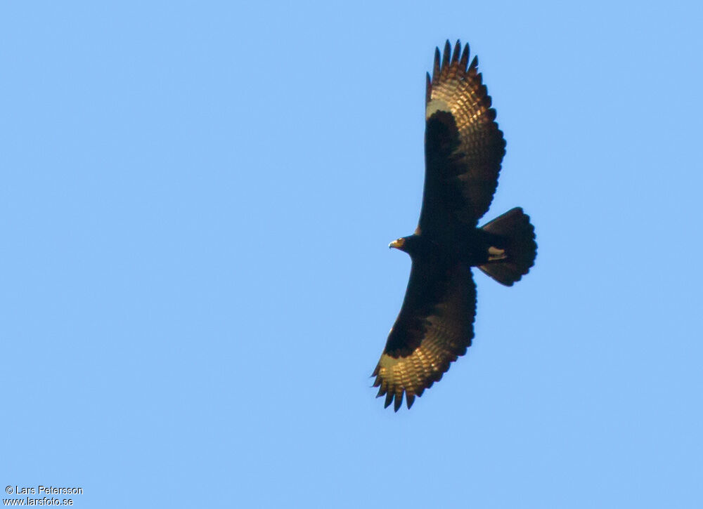 Verreaux's Eagle