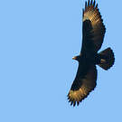 Aigle de Verreaux