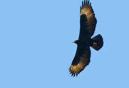 Verreaux's Eagle