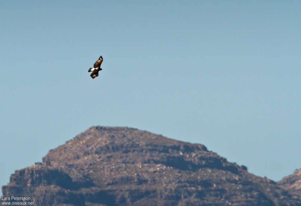 Aigle de Verreauxadulte, habitat, Vol