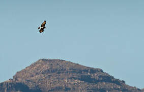 Verreaux's Eagle