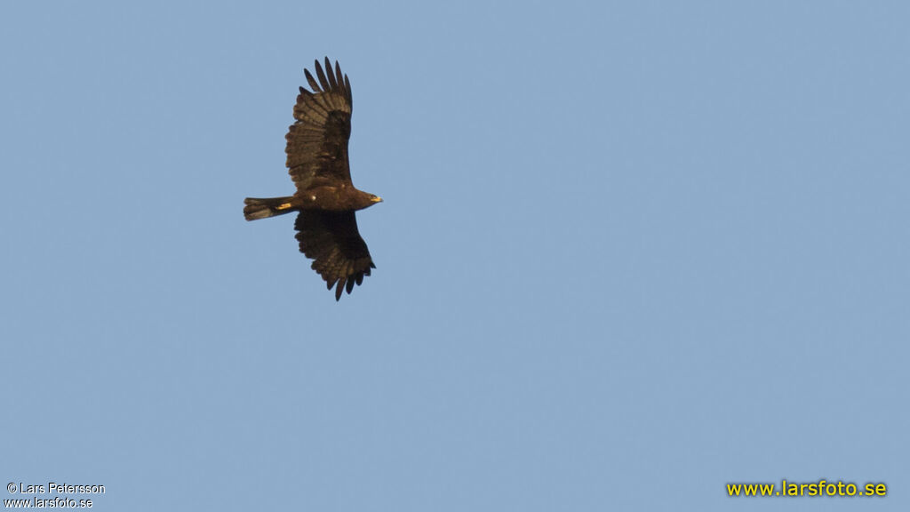 Aigle de Wahlberg