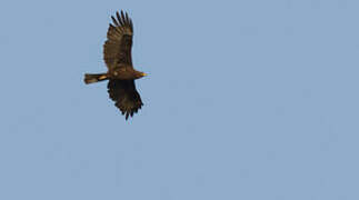 Wahlberg's Eagle