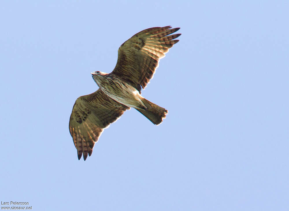 Pygmy Eagleadult, pigmentation, Flight