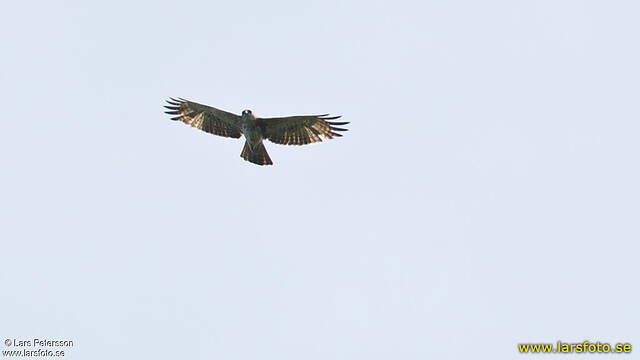 Aigle de Weiske lape280823