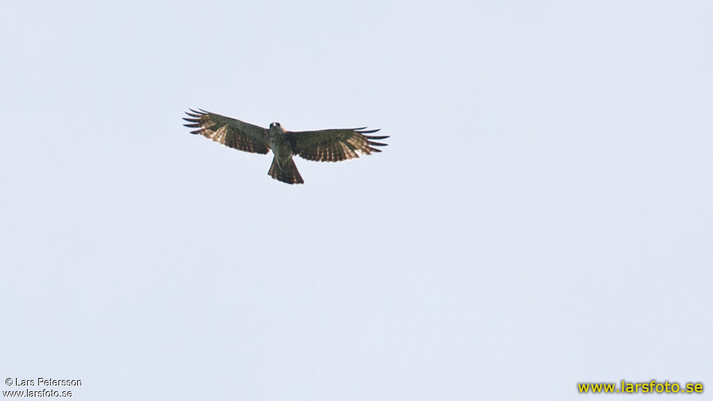 Pygmy Eagle