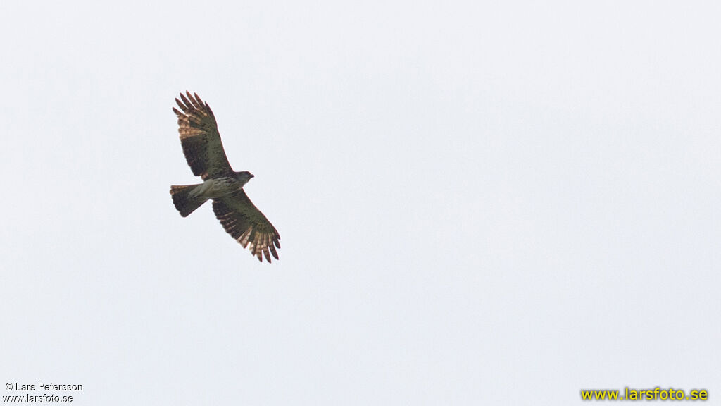 Pygmy Eagle