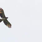 Aigle de Weiske