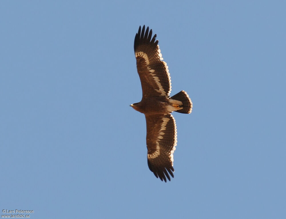 Steppe Eagle