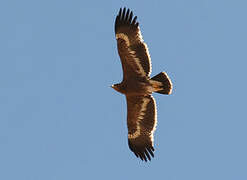 Steppe Eagle