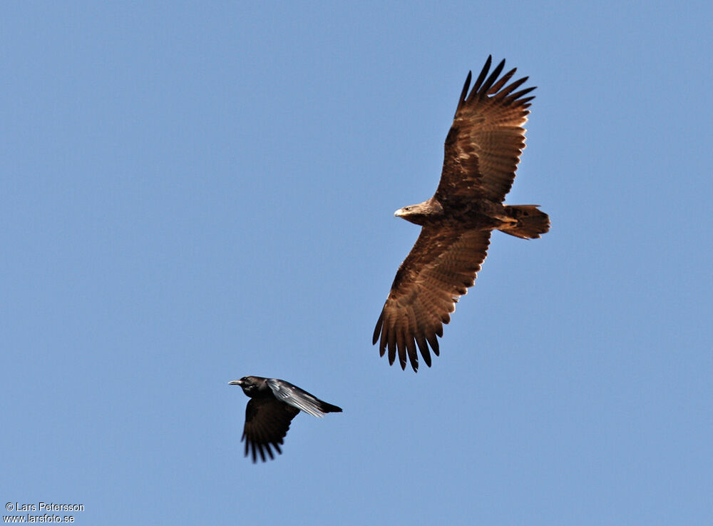 Aigle des steppes