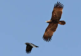 Steppe Eagle